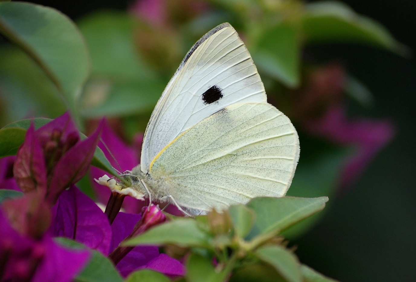 Pieris ?